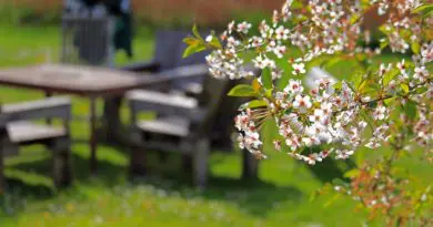 fleurs blanches en premier plan avec mobilier de jardin en bois flou en arrière-plan