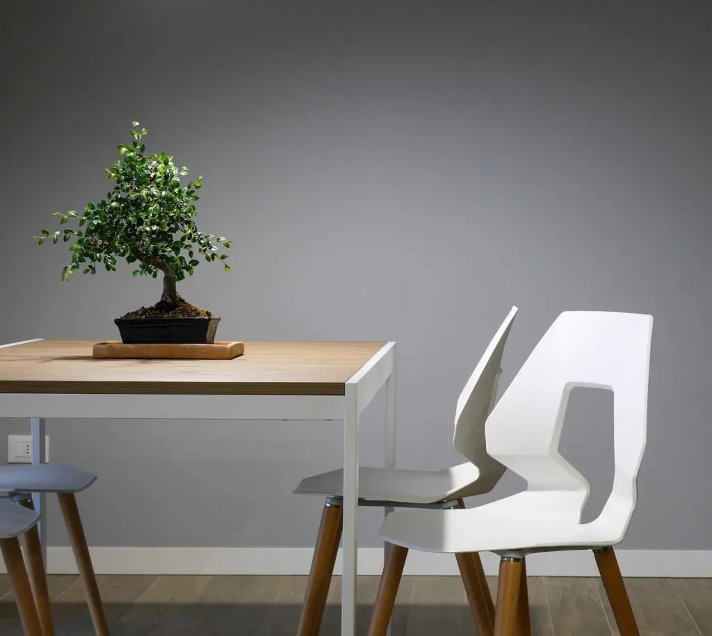 petit bonsaï en pot noir sur table bois dans intérieur minimaliste épuré