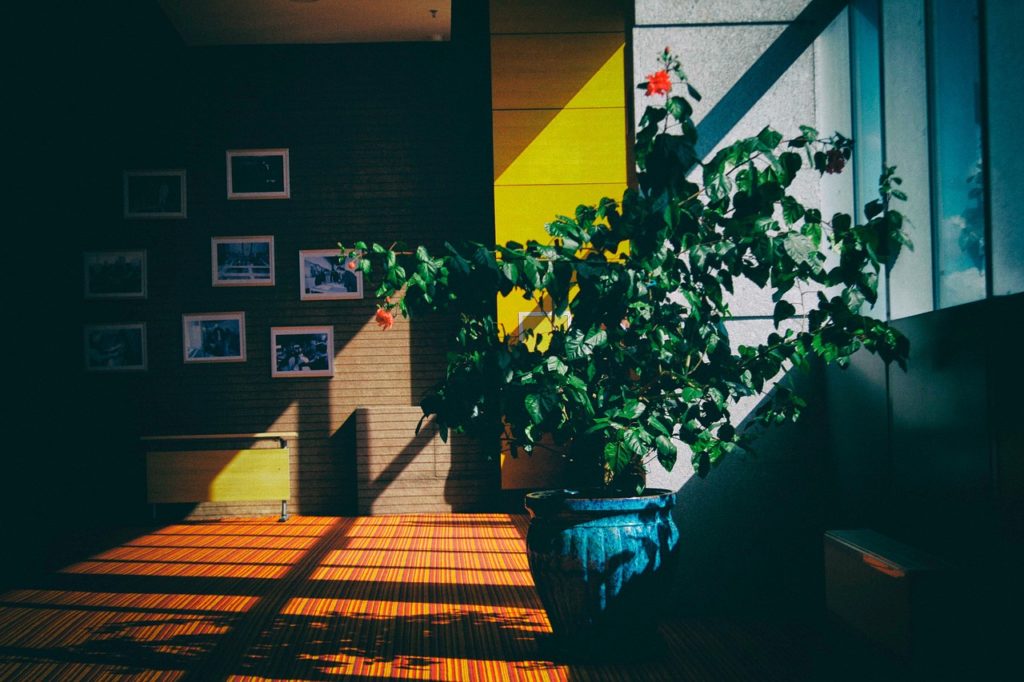 plantes d'intérieur vertes dans une pièce minimaliste illuminée par la lumière naturelle