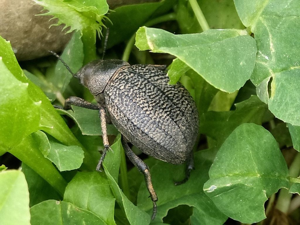 Des conseils pour se débarrasser des nuisibles du jardin