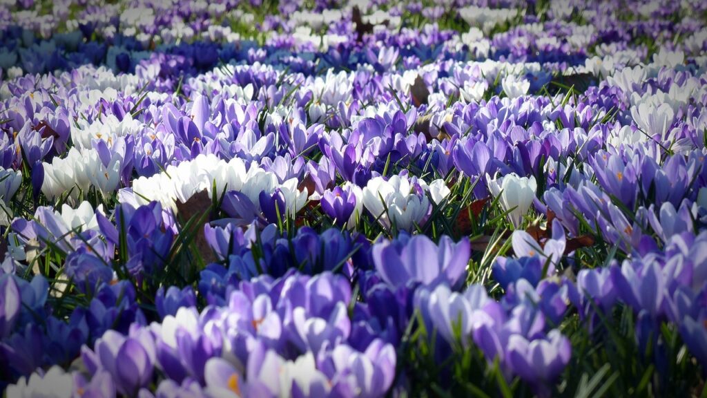 champ de crocus violets et blancs en fleur au printemps