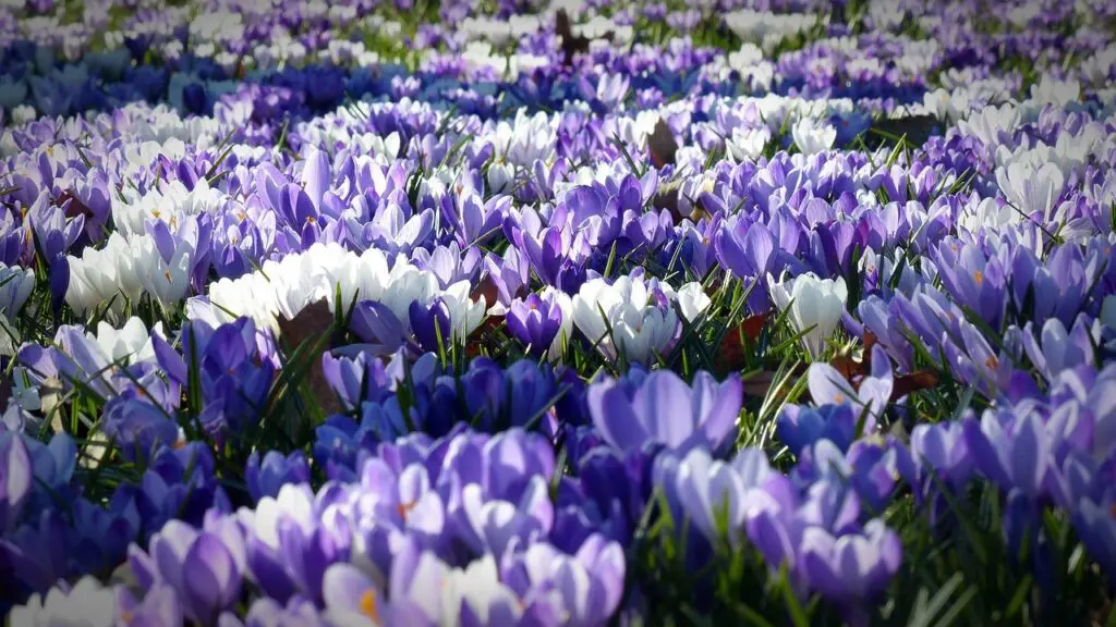 champ de crocus violets et blancs en fleur au printemps