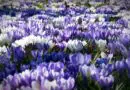 Les bulbes à fleurs d’hiver, la solution pour voir fleurir son jardin malgré le froid