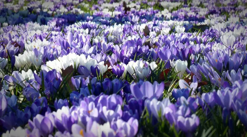 champ de crocus violets et blancs en fleur au printemps