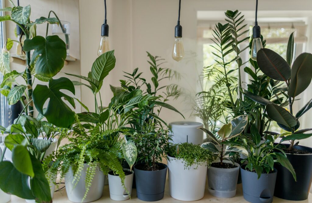 Les meilleures plantes d'intérieur