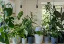 Les meilleures plantes d'intérieur
