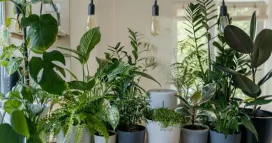 Les meilleures plantes d'intérieur