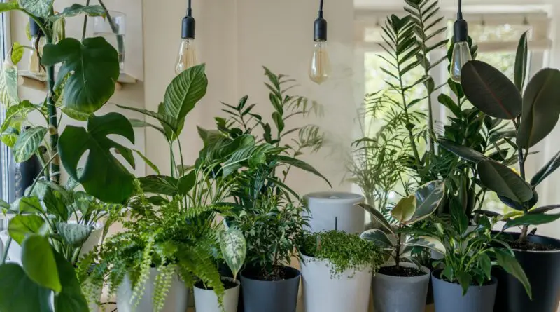 Les meilleures plantes d'intérieur