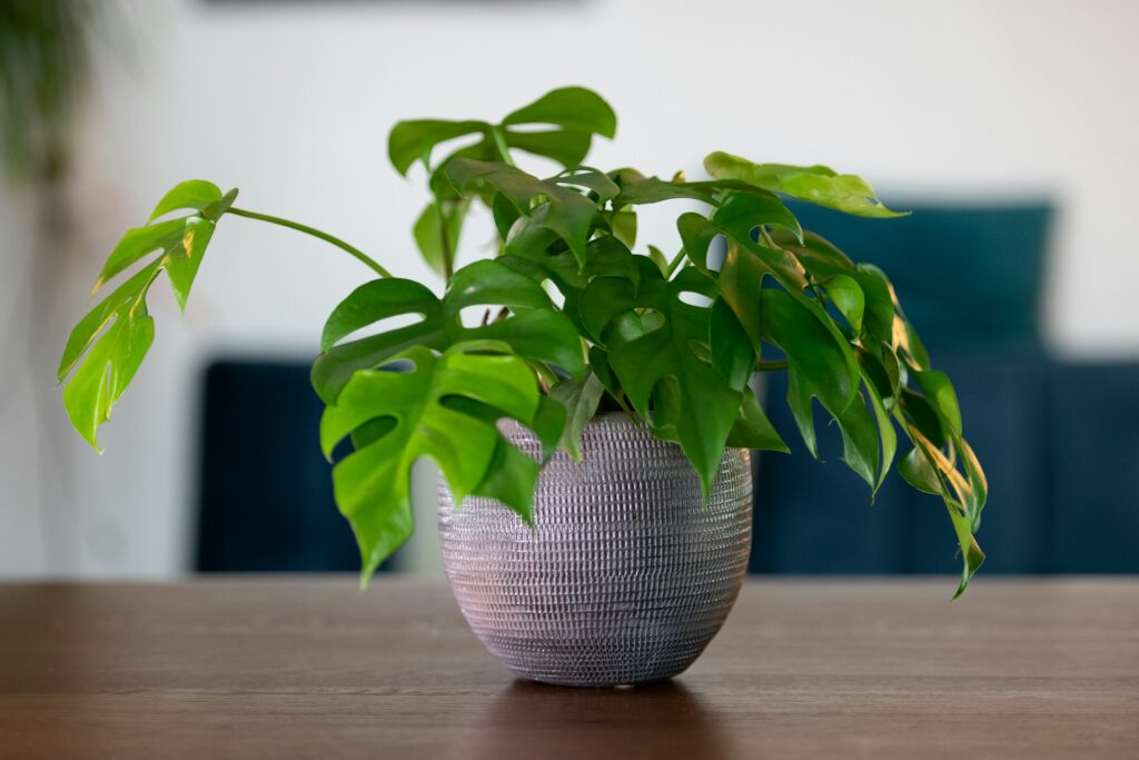 Les plantes d'intérieur