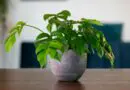 Les plantes d'intérieur