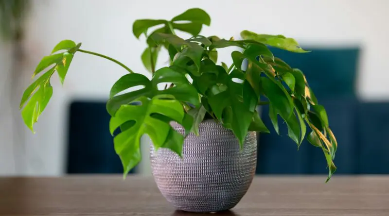 Les plantes d'intérieur